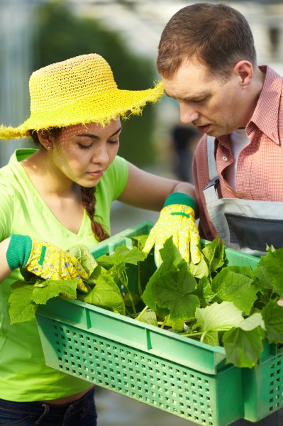 采摘蔬果的农民图片(11张)