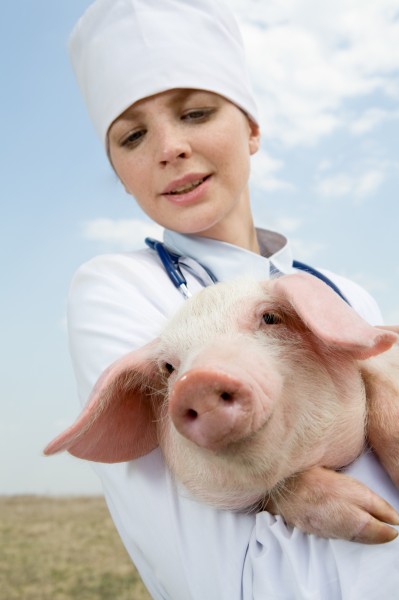 抱着猪的兽医图片(11张)