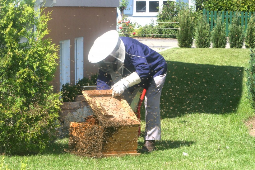养蜂工人图片(12张)