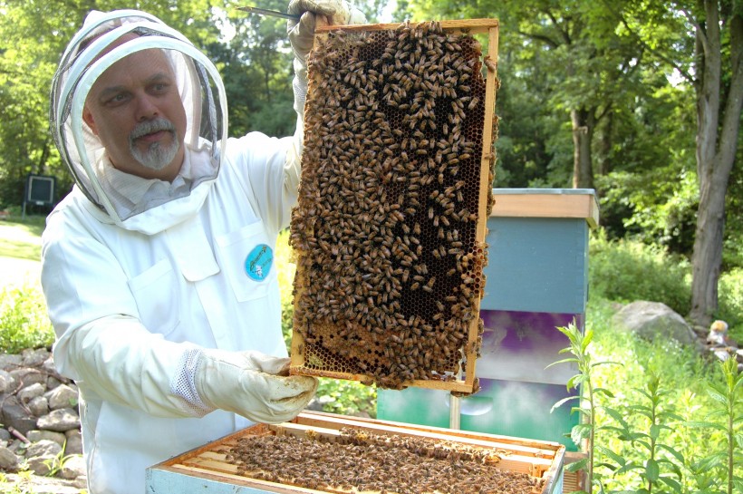 养蜂工人图片(12张)
