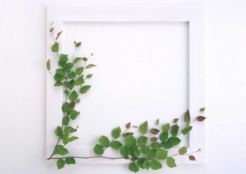 白色画框和绿树叶图片(6张)