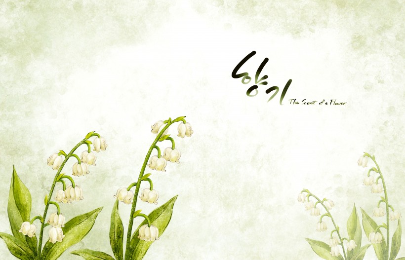 纯洁白色韩国花朵背景图片(6张)