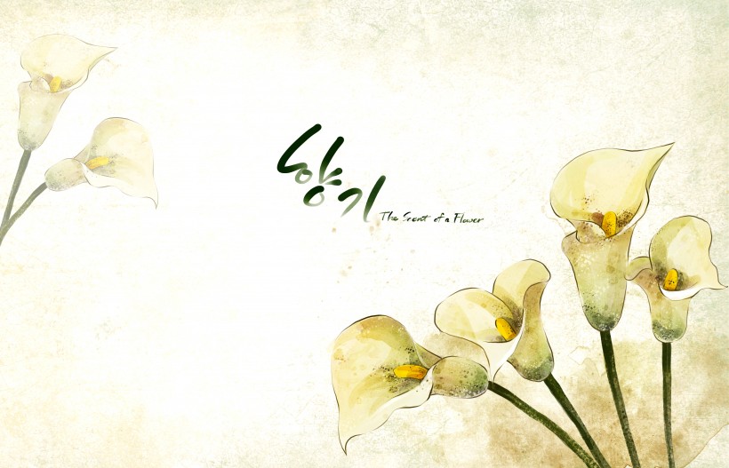 纯洁白色韩国花朵背景图片(6张)