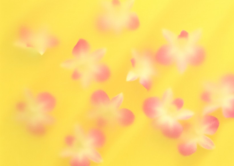 花朵、花瓣背景图片(18张)