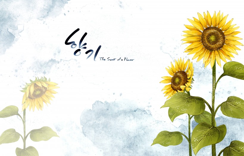明亮黄色韩国花朵背景图片(19张)