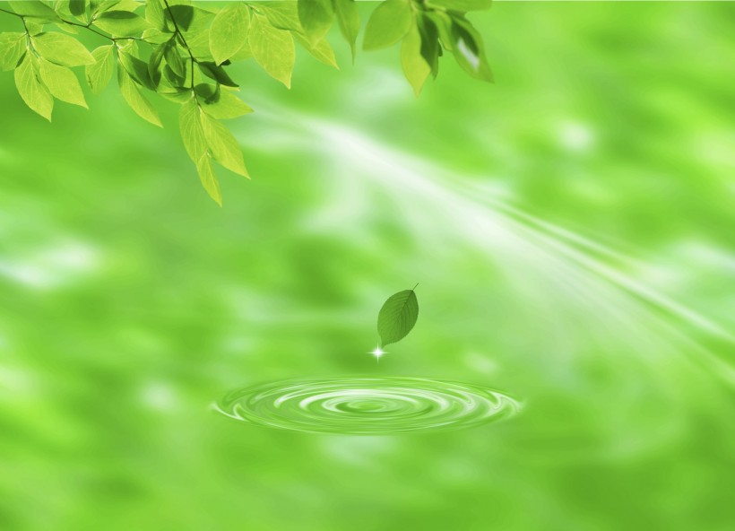绿叶和晶莹水滴图片(19张)