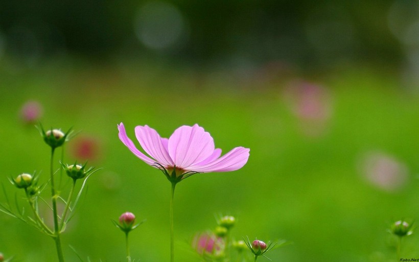 梦幻清新粉色花朵图片(16张)