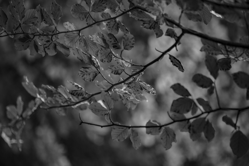 树叶背景图片(11张)