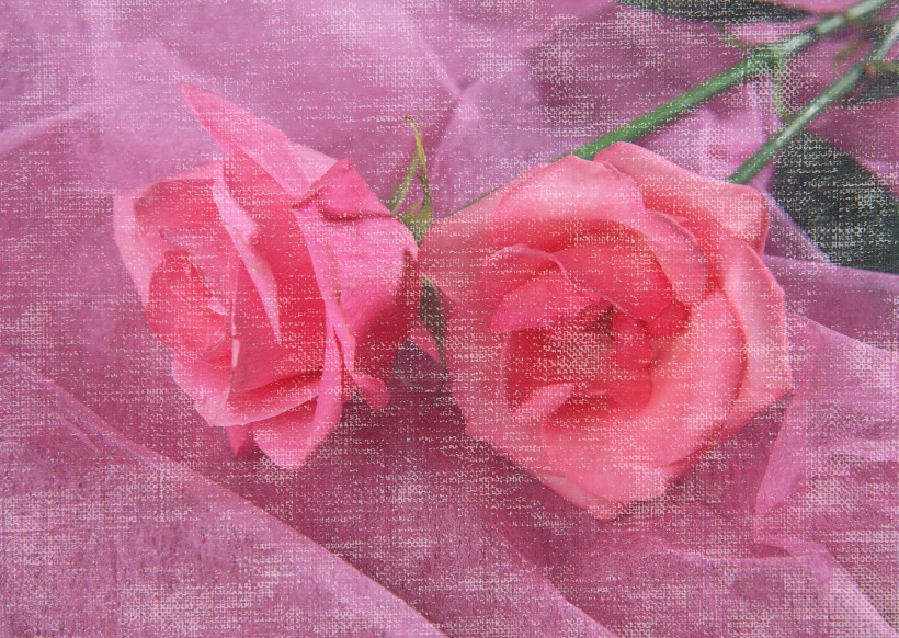 温馨粉色花朵图片(13张)