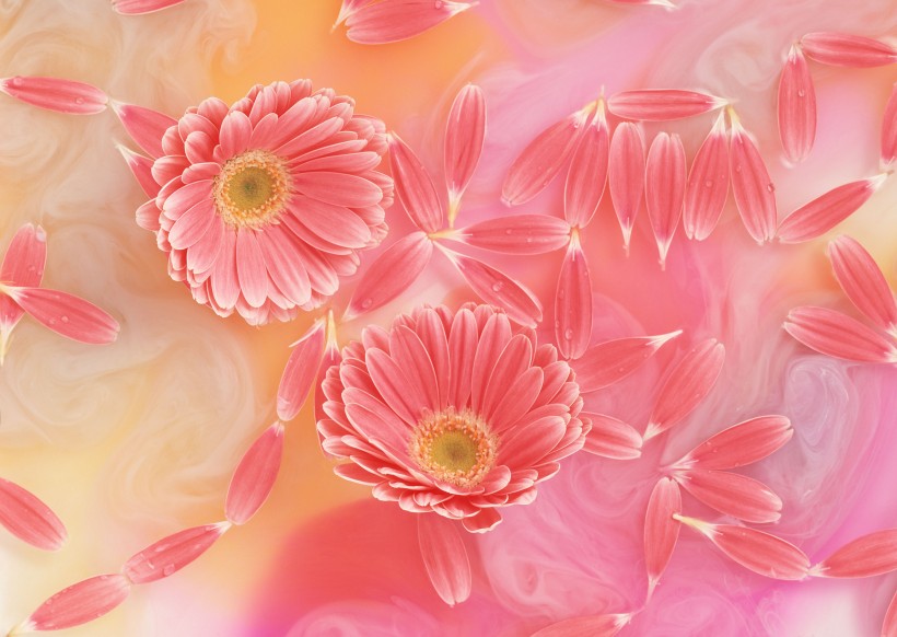 温馨粉色花朵图片(13张)