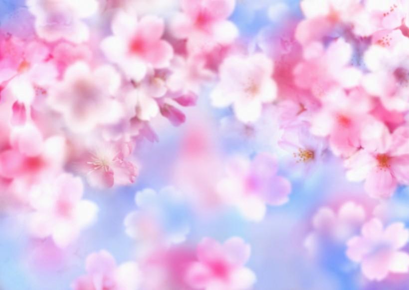 鲜花季节之春图片(35张)