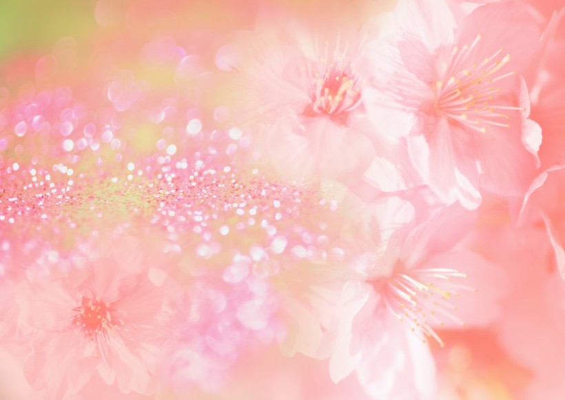 鲜花季节之春图片(35张)