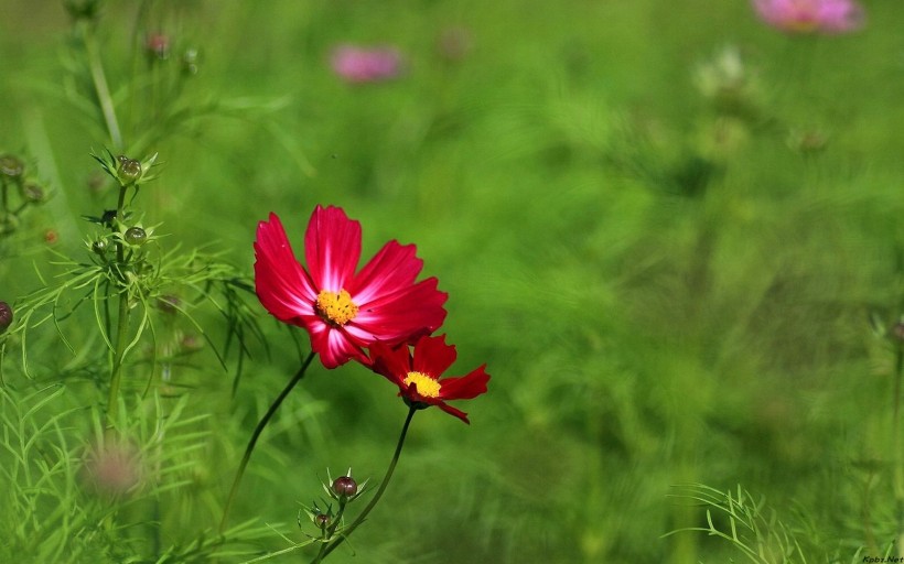 小清新雏菊花朵背景图片(44张)