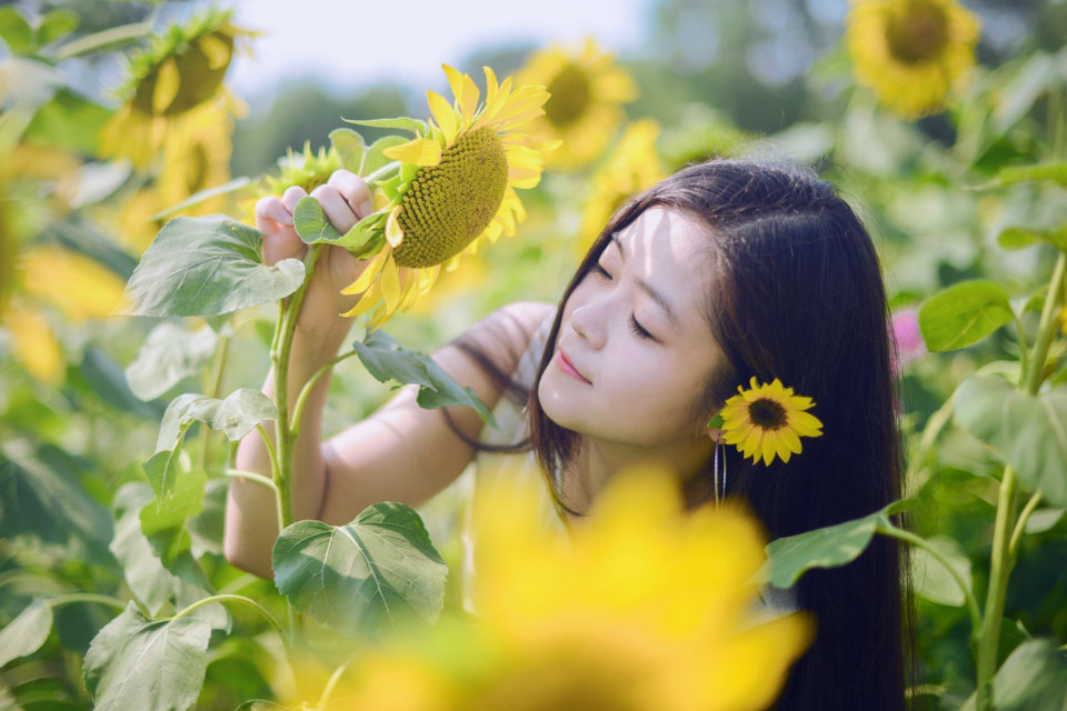 葵花海中的靓丽身影