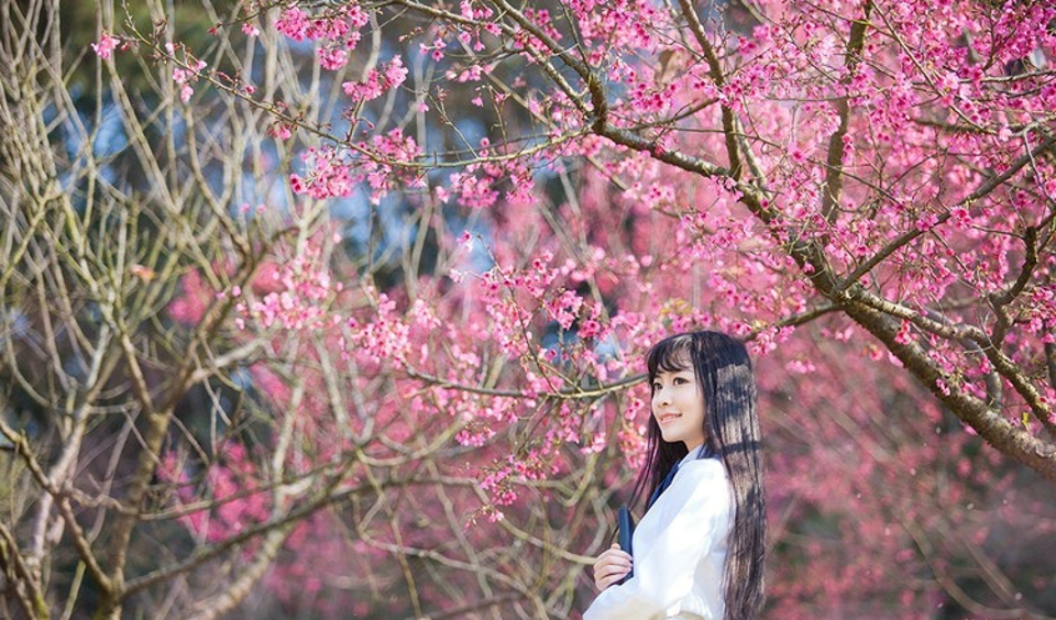 樱花树下的学生制服美女唯美清新
