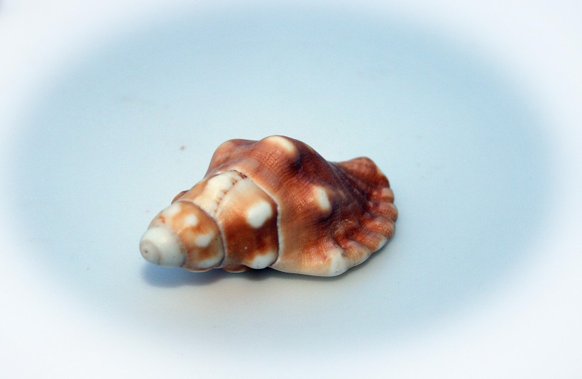 海螺图片(23张)