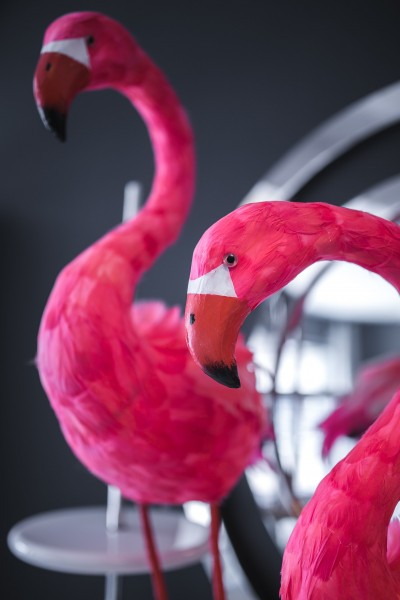 粉红火烈鸟图案的图片(11张)
