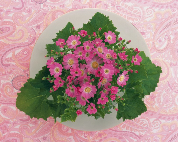 用花卉丝带装饰盘子的艺术摄影图片(16张)