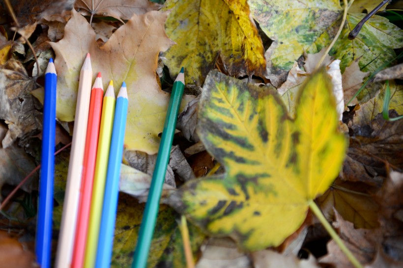 落叶上的彩色铅笔图片(9张)