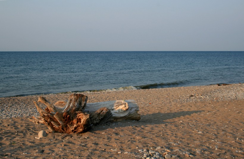 海滩上的漂流木图片(8张)