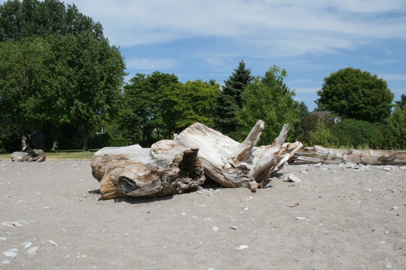 海滩上的漂流木图片(8张)
