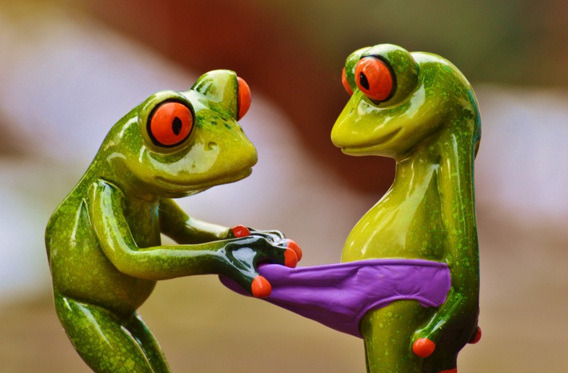 有趣的青蛙情侣摆件图片(13张)