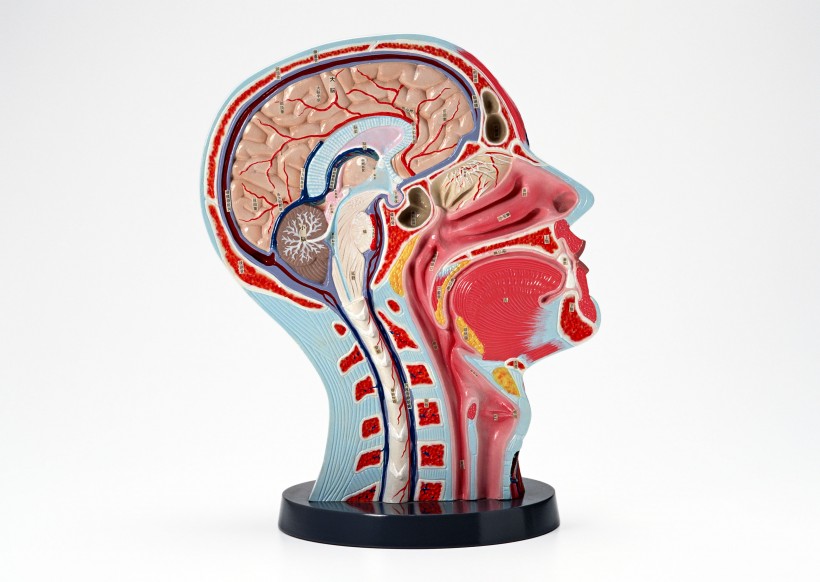 人大脑模型图片(4张)