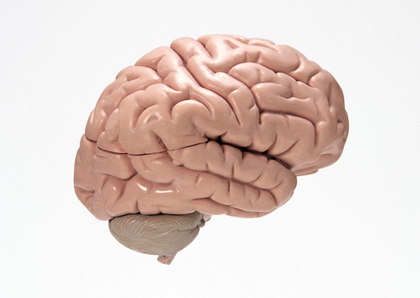 人大脑模型图片(4张)