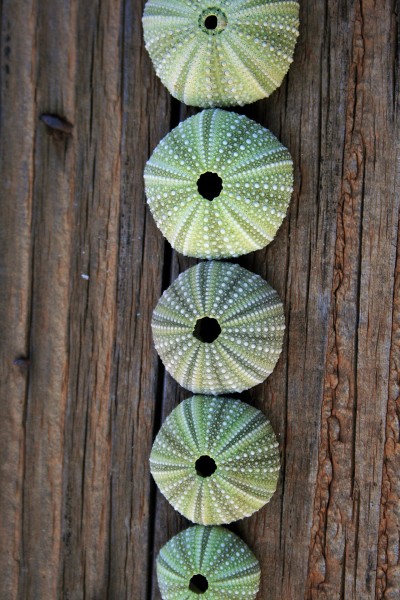 绿色的海胆壳图片(8张)