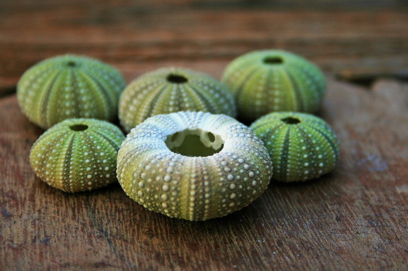 绿色的海胆壳图片(8张)