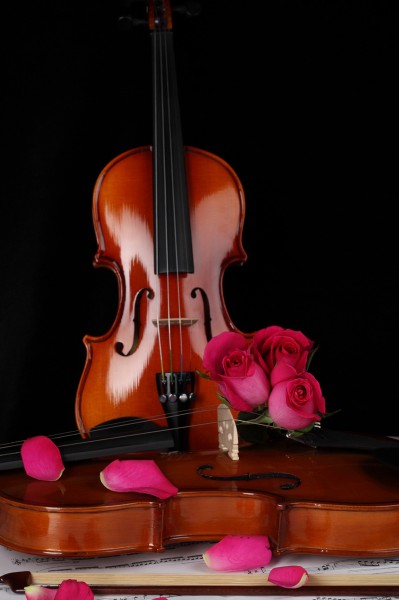 优雅的小提琴图片(22张)