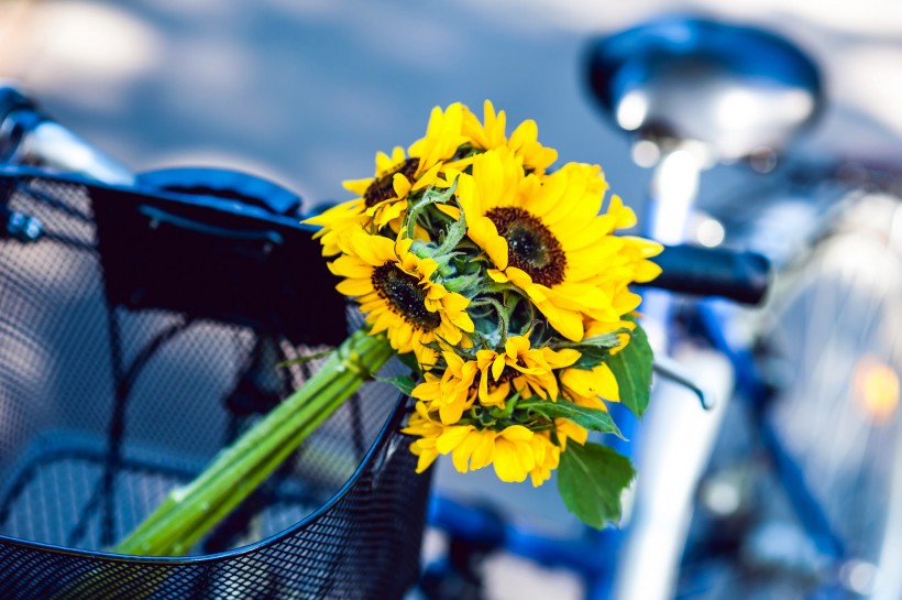 载满鲜花的自行车图片(13张)