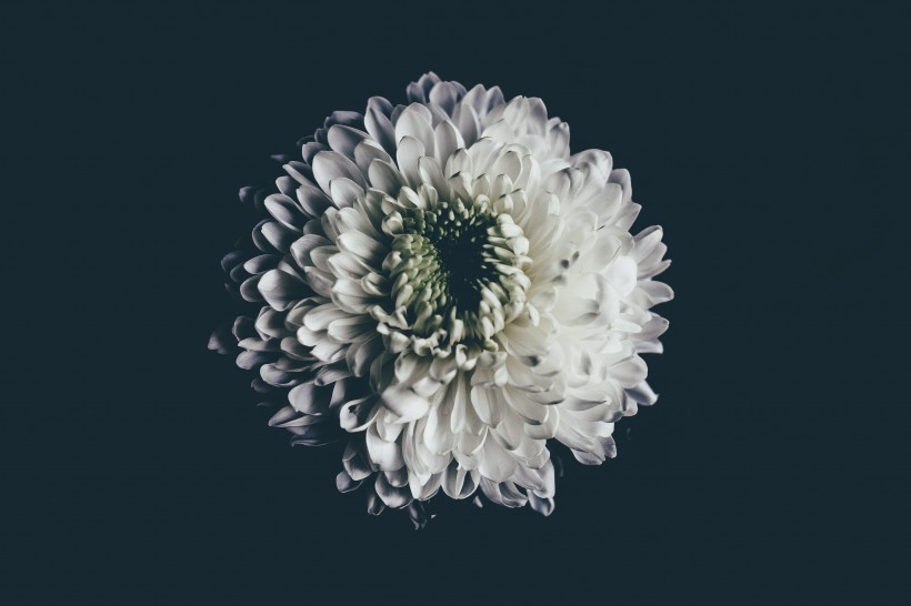 暗调花朵摄影图片(10张)