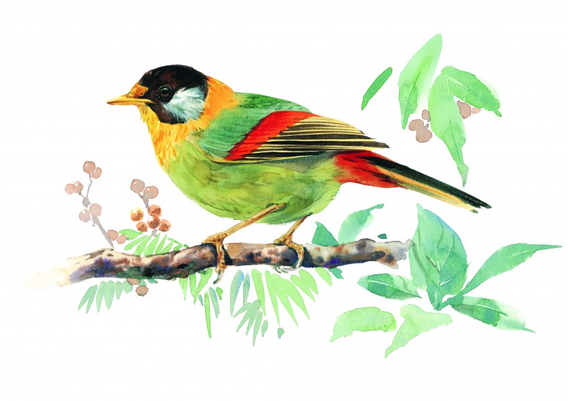彩绘各种鸟类图片(19张)