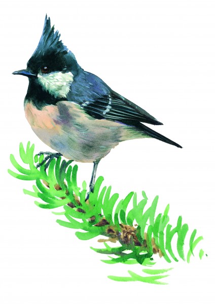 彩绘各种鸟类图片(19张)