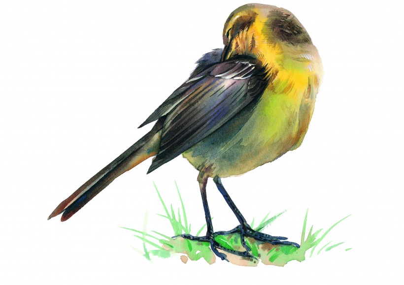 各种彩绘鸟类图片(16张)