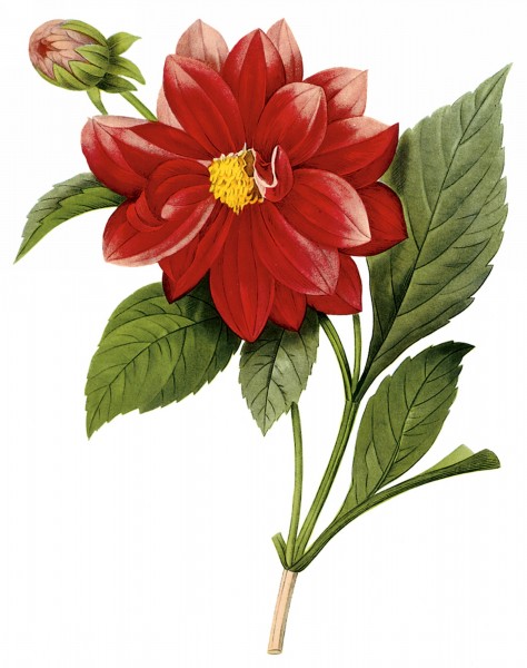 国外手绘植物花朵大全图片(62张)