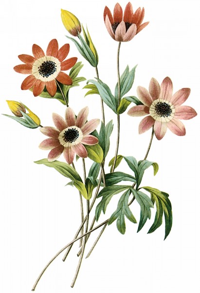 国外手绘植物花朵大全图片(62张)