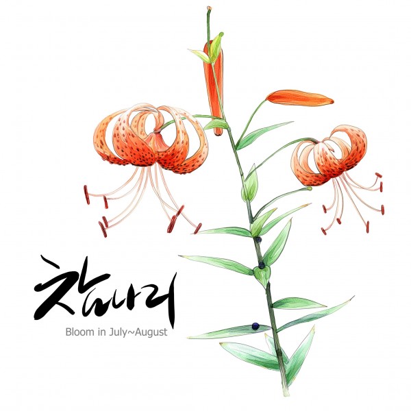 花草素描图片(35张)