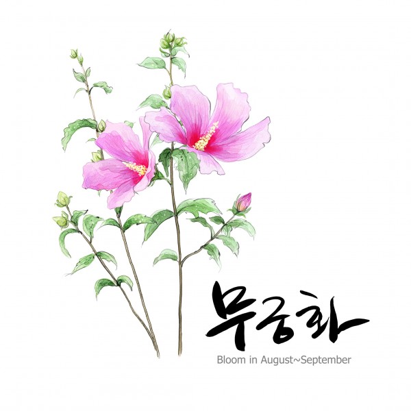 花草素描图片(35张)