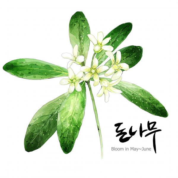 花草素描图片(35张)