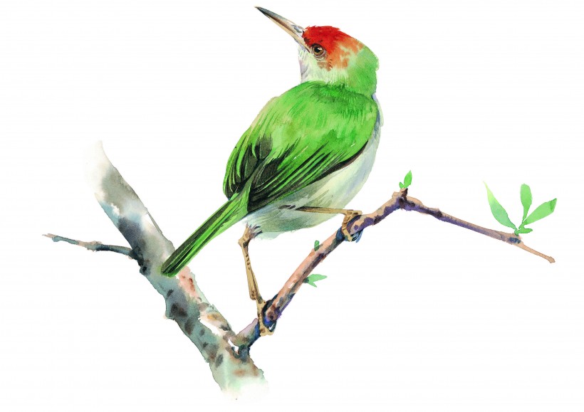 树枝上的鸟彩绘图片(15张)