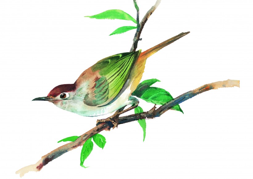 树枝上的鸟彩绘图片(15张)