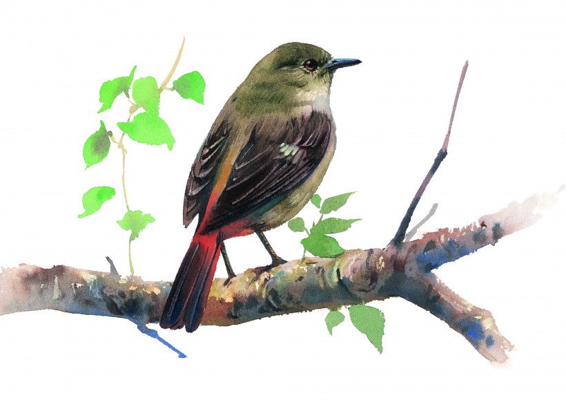 树枝上的小鸟彩绘图片(15张)