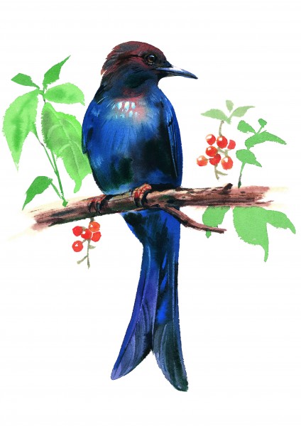 树枝上的小鸟彩绘图片(15张)