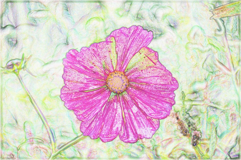 彩色素描花卉图片(8张)