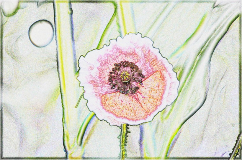 彩色素描花卉图片(8张)