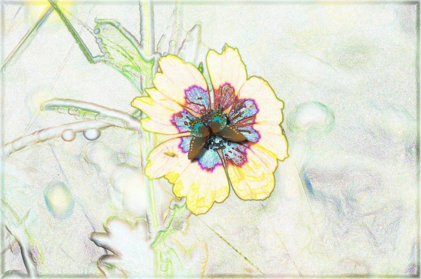 素描花卉图片(9张)
