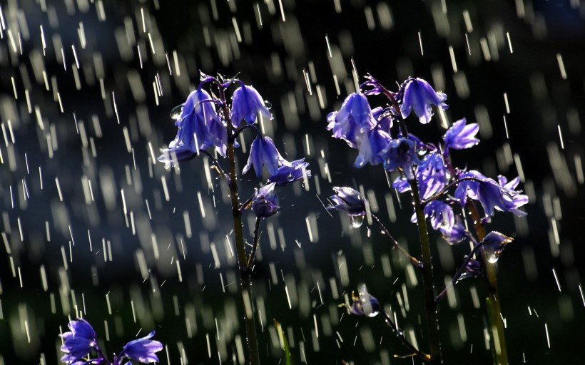 唯美雨天风景图片(28张)