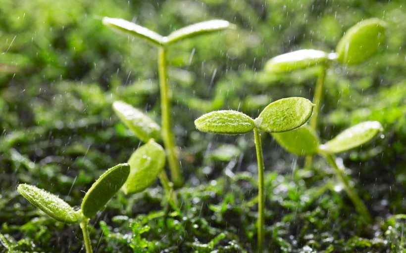 唯美雨天风景图片(28张)